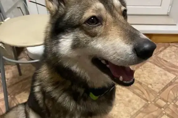 Найдена собака, Новомелково, фото: Собака найдена в Новомелково, Россия