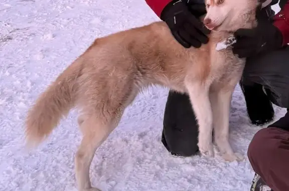 Объявления о пропавших и найденных животных, Лабинск, фото: Найдена собака, хаски, Лабинск