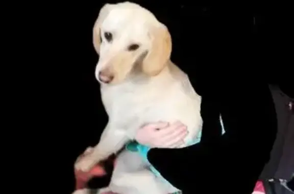 Найдена собака, Воскресенск, фото: Собака найдена: Колыберевская ул, 6, Воскресенск