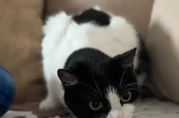 Пропала кошка, Юкковское - photo