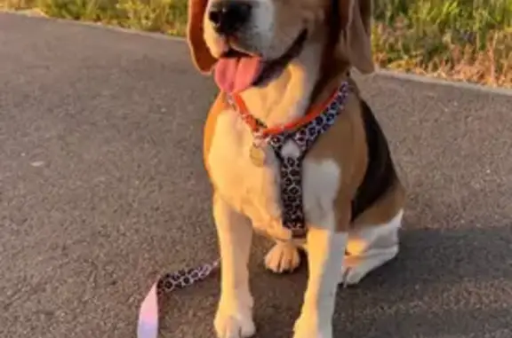 Пропала собака в районе Чегета, Терскол - photo