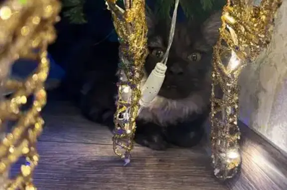 Пропала кошка, Алейский пер., Рубцовск - photo