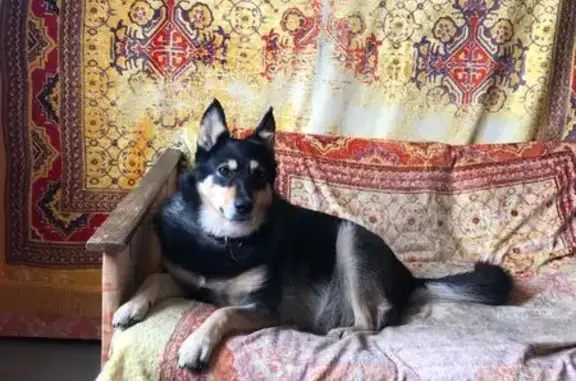 Пропала собака, Нижний Новгород - photo