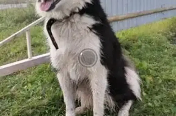 Пропала собака, Миасс - photo