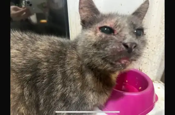 Пропала кошка, Москва - photo