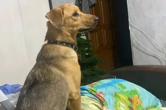 Найдена собака, Нижний Новгород, фото: Собака найдена: ул. Жукова, 24, Н. Новгород