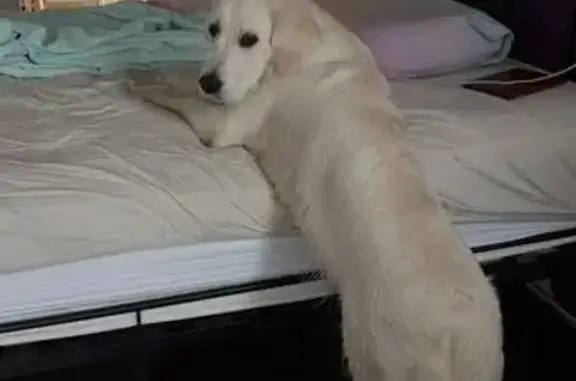 Пропала собака, Красногорск - photo