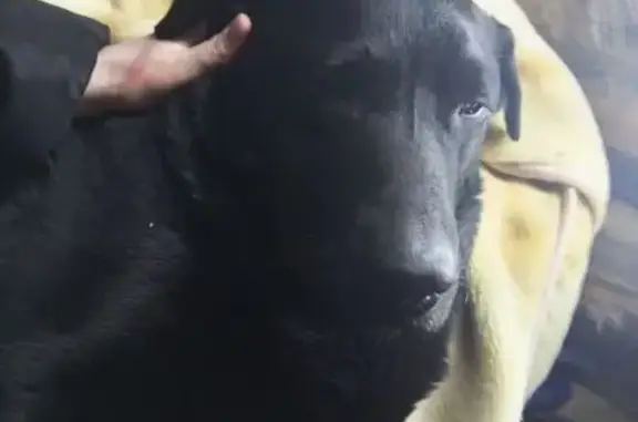 Найдена собака, Ижевск, фото: Найдена собака, Ижевск