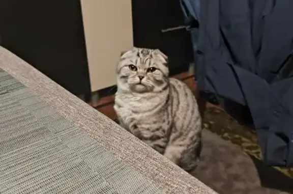 Найдена кошка, Лабинск, фото: Кошка найдена: Октябрьская ул., Лабинск