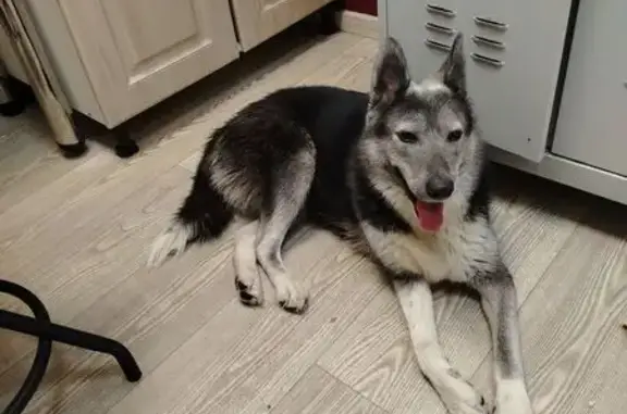 Найдена собака, Пушкин, фото: Собака найдена у Магнита, ул. Сетевая 13/7