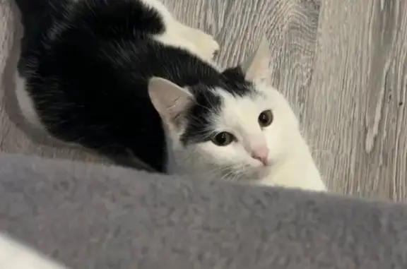 Пропала кошка, Елабуга - photo