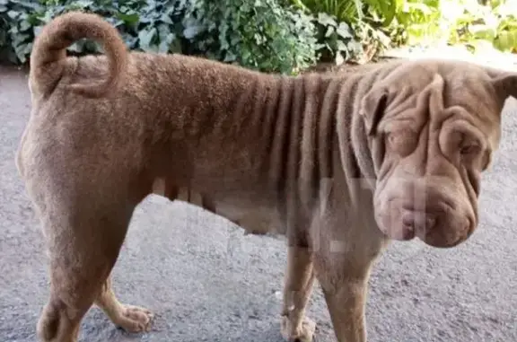 Пропала собака в г. Шахты на Аюте - photo