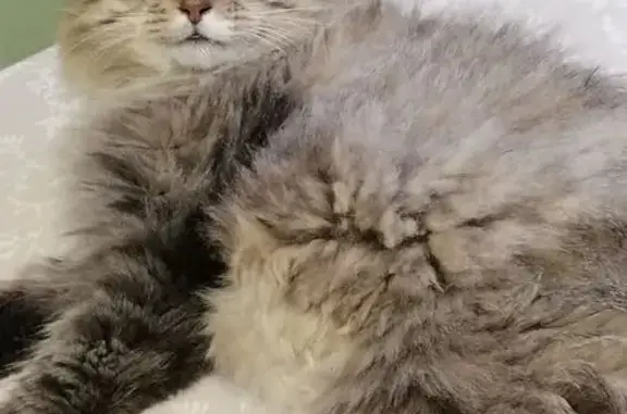 Пропала сибирская кошка, Архангельская обл. - photo