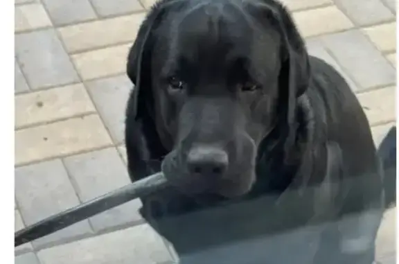 Собаки потеряшки, Пятигорск, фото: Потеряшка собака, Пятигорск