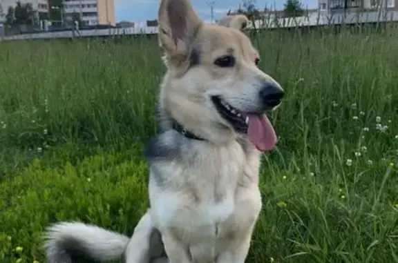 Пропала собака, Санкт-Петербург - photo