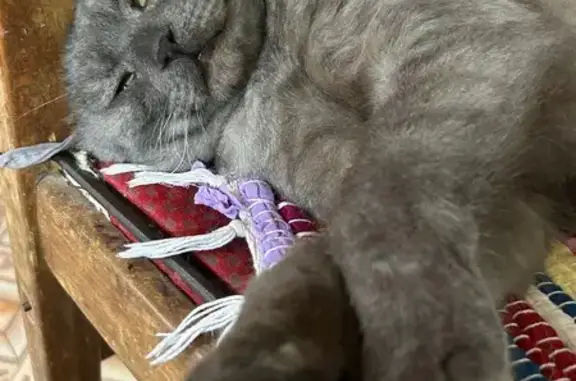 Пропала кошка, Гольянская 14, Завьялово - photo