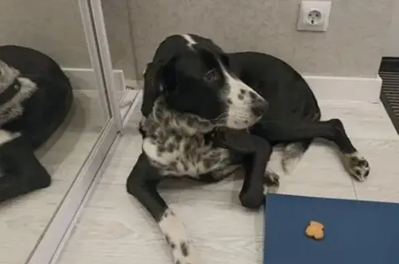 Найдена собака, Калининград, фото: Найдена собака на Клинической, Калининград