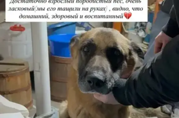 Найдена собака, Абакан, фото: Найдена собака в Абакане, Хакасия