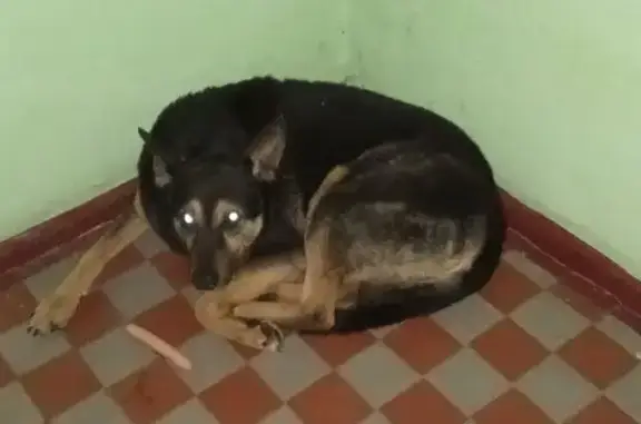 Найдена собака, Калининград, фото: Собака найдена на Леонова, Калининград