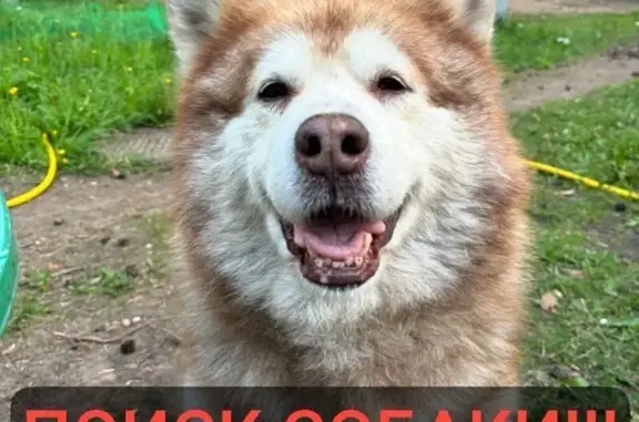 Пропала собака, Малаховка - photo