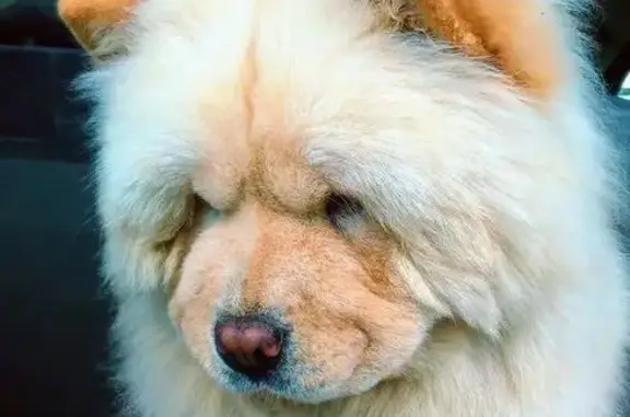 Пропала собака, ул. Большая Революционная, 49 - photo