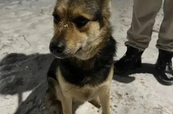 Найдена собака, Нижний Новгород, фото: Найдена собака на ул. Героя Попова, 43А