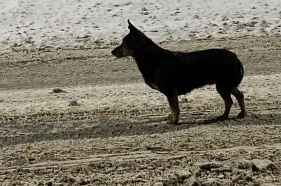 Найдена собака, Тула, фото: Собака найдена на Венеском шоссе, Тула