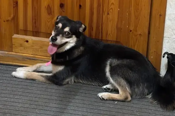 Найдена собака, Санкт-Петербург, фото: Собака найдена: Тобольская ул., СПб