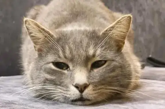 Пропала кошка, Смоленск - photo