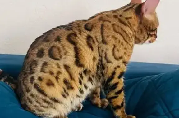 Найдена кошка, Ижевск, фото: Найдена кошка, Ижевск