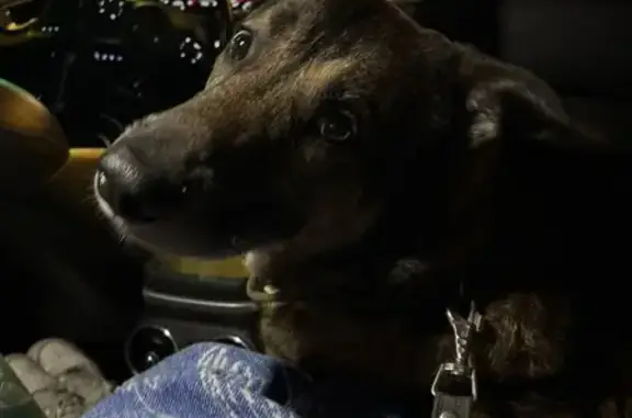 Найдена собака, район Троицк, фото: Найдена собака, район Троицк