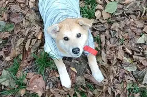 Пропала собака, Краснодар - photo