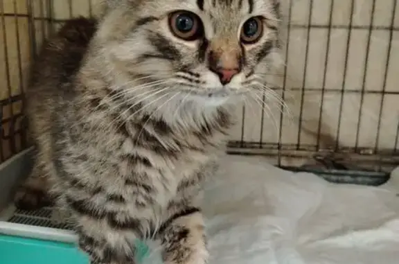 Найдена кошка, Ляхово, фото: Кошка найдена: ул. Кащенко, Ляхово