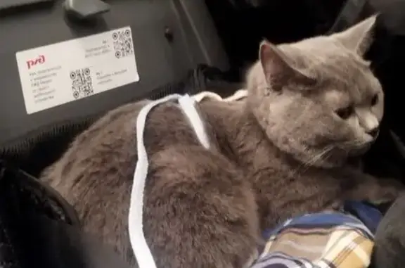 Пропала кошка, Большая Московская, 65 к2 - photo