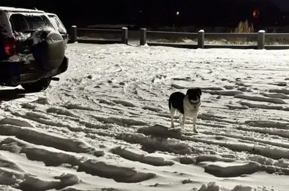 Найдена собака, 2-я Моква, фото: Собака найдена: Ясеневая ул., 2-я Моква