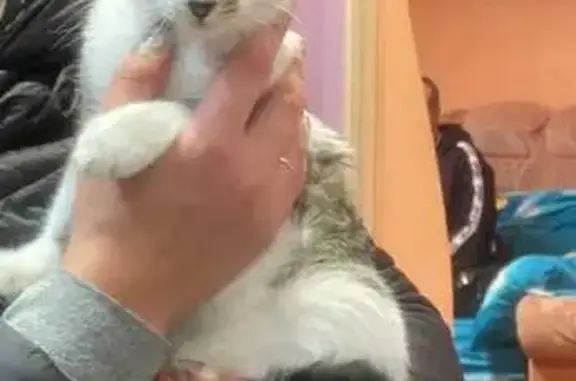 Пропала кошка, Тула - photo