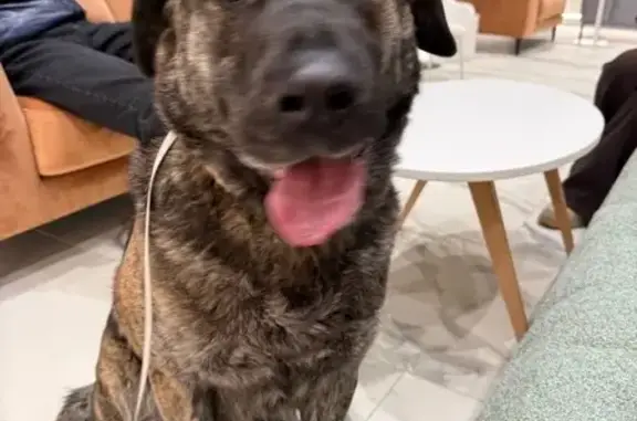 Найдена собака, Москва, фото: Собака найдена: Ботаническая ул., 29А к3