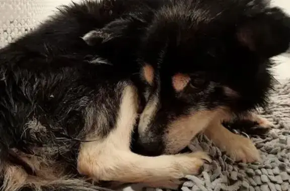 Найдена собака, Заречье, фото: Найдена собака, Заречье