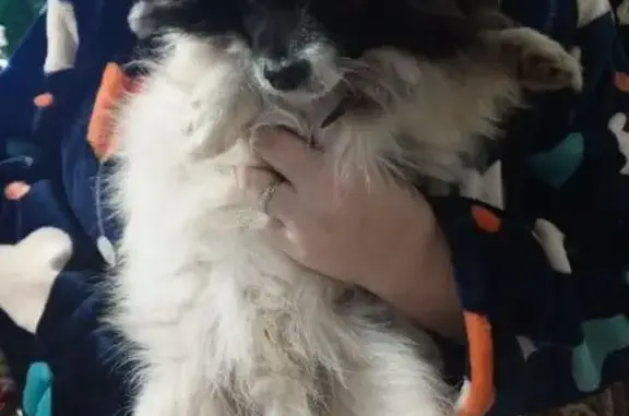 Найдена собака, Приморско-Ахтарск, фото: Собака найдена: Пролетарская 50/1, Прим-Ахтарск