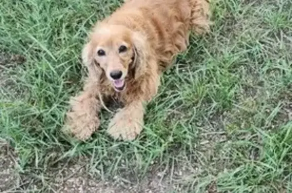 Пропала собака в Донецке, Буденновский район - photo