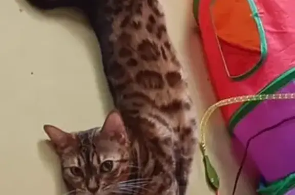 Пропала кошка, Уфа - photo