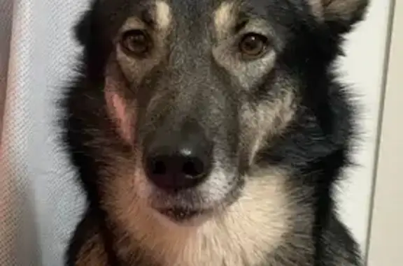 Пропала собака, Северово - photo