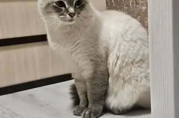 Найдена кошка, Ставрополь, фото: Найдена кошка, Ставрополь