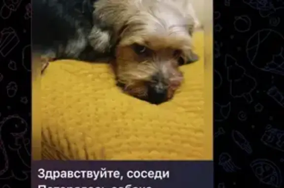 Пропала собака, Афанасово - photo