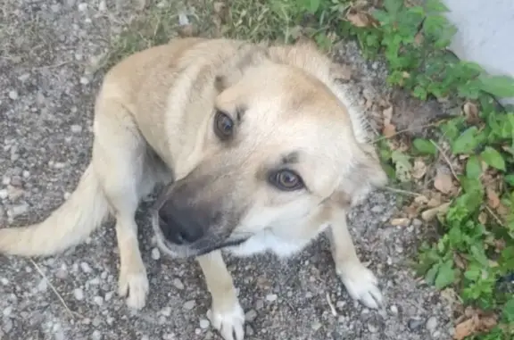 Пропала собака, Большое Исаково - photo