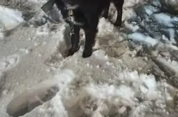 Найдена собака, Оренбург, фото: Собака найдена, Парковый пр., Оренбург