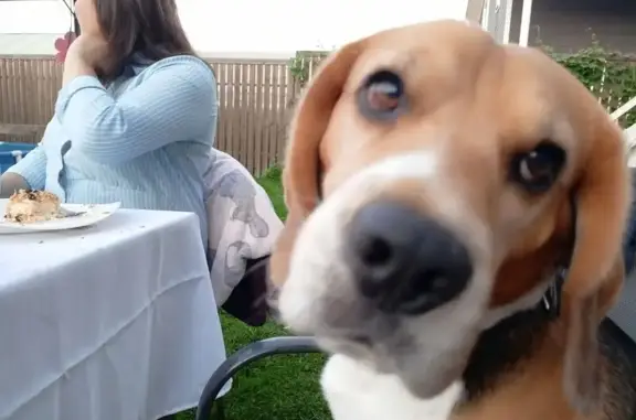 Пропала собака, Аннинское - photo