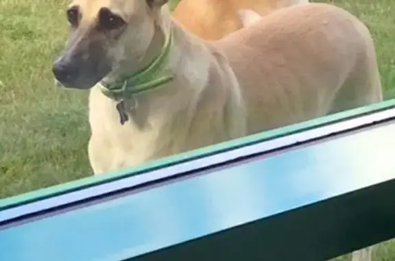 Пропала собака, Люторецкое - photo