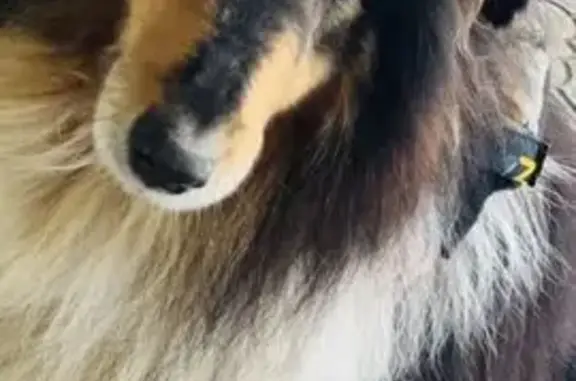 Пропала собака в Прохладном, КБР - photo