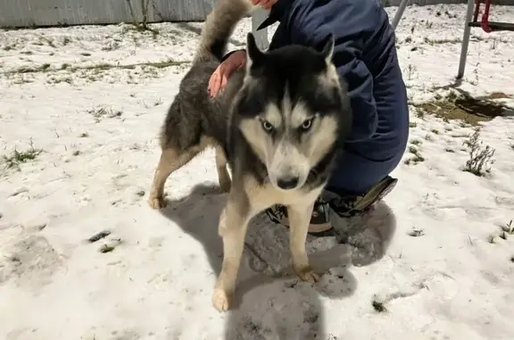 Найдена собака, Краснодар, фото: Собака найдена: Батуринская 71, Краснодар